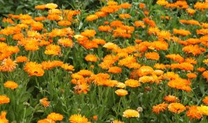 Easy Flowers to Grow in Any Garden
