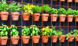 Indoor Gardening Ideas for Small Spaces