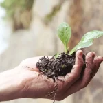 The Ultimate Guide to Organic Gardening