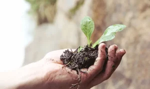 The Ultimate Guide to Organic Gardening