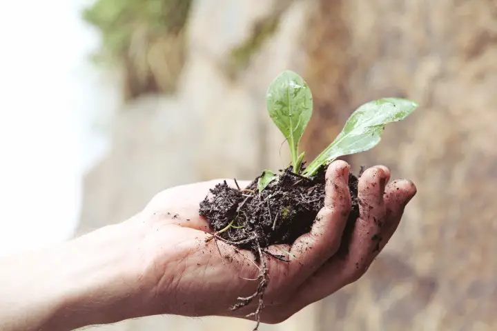 The Ultimate Guide to Organic Gardening